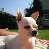 Foto van ~Saartje & de chihuahua roedel ~