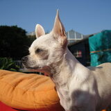Foto van ~Saartje & de chihuahua roedel ~