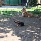 Foto van Muis,Vera, Papadopoulos, Odette, Annabelle en Ciska (Terra+, Dinky+, Saltarin+, Sam+, Zara+, Paco+)