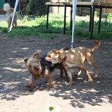 Foto van Muis,Vera, Papadopoulos, Odette, Annabelle en Ciska (Terra+, Dinky+, Saltarin+, Sam+, Zara+, Paco+)