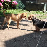 Foto van Muis,Vera, Papadopoulos, Odette, Annabelle en Ciska (Terra+, Dinky+, Saltarin+, Sam+, Zara+, Paco+)