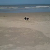 rambo en de spike zijn graag aan zee
