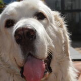 Foto van T&dogs