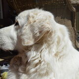 Foto van T&dogs