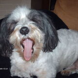 Foto van liesbeth,Turbo,Luna, Levi en Faith
