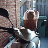 Als het lekker weer is gaat Luna mee op de scooter.
