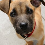 Kleine Puppy
