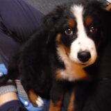 Gewoon schattig