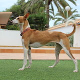 Noa de Podenco
