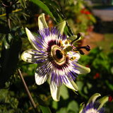 De tuin