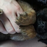 Ziggy knuffel pup