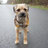 Wandelen "aan de riem" haha