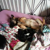 tessa een week of 9 heerlijk slapen op bed met de kittens