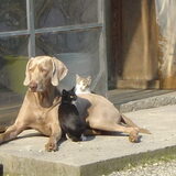 Foto van Tamara,Kallista & Marcel, Hercule †, Yordi †