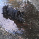 Dan gaat ze in de plaswater liggen!!