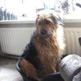 Foto van liesbeth,Turbo,Luna, Levi en Faith