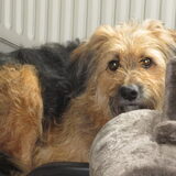 Foto van liesbeth,Turbo,Luna, Levi en Faith