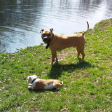 erra met diesel(engels staf)pup
