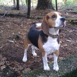 Sammy uitlaat hond itam-service