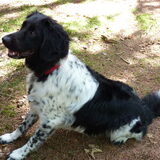 Doeke uitlaat hond itam-service