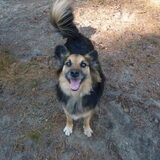 Benny uitlaat hond itam-service