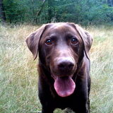 Bucks uitlaat hond itam-service