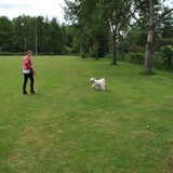 Tibetanen jonge hondendag in Geldrop met Ruby 16-06-2013