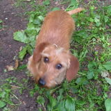 Tijdens de wandeling ontmoeten we saartje. Ik had dit moppie met liefde…