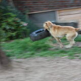 Foto van Muis,Vera, Papadopoulos, Odette, Annabelle en Ciska (Terra+, Dinky+, Saltarin+, Sam+, Zara+, Paco+)
