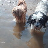 Foto van liesbeth,Turbo,Luna, Levi en Faith