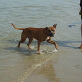 Foto van Quincy, Bailey & Nova