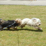 Foto van Melissa, Dempsey, Taiko, Minos & *Nina*
