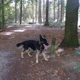 in het bos en de hei , dena nu ongeveer 6 maanden oud en arrie in dec…