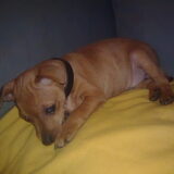 Chibo, 2maandjes oud.