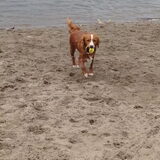 Foto van Sigrid, Sandy, Diva & Nala