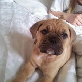 Puppie