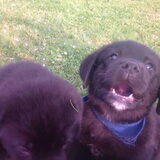 Foto van Tineke *Luna * Rambo (Brutus R.I.P)