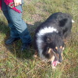 Shelsey de hond van de dochter van de buren was mee op wandeling…