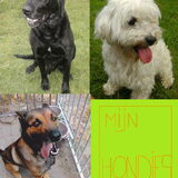 mijn 3 honden roy de labrador micky de maltezer en tibeau de mechelse…
