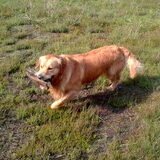 Kwinten met een stok op wandelen :D