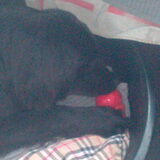 Shadow met zen Kong