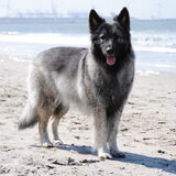 Foto van nicky