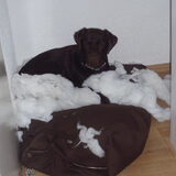 betrapt!