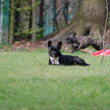 gecamoufleerde hond in actie op de achtergrond..