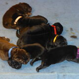 7 lieve pups, 1 week oud.