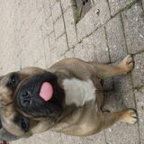 Foto van Roxanne en het bulletje Cupid :D