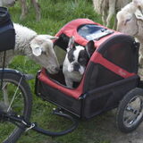 Wil jij ook in mijn DoggyRide?