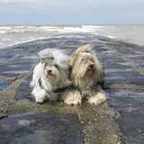 Samen op de dijk liggen genieten
