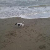 Jack aan zee in Scheveningen...