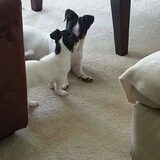 Jack & Max (23-6-2013)
